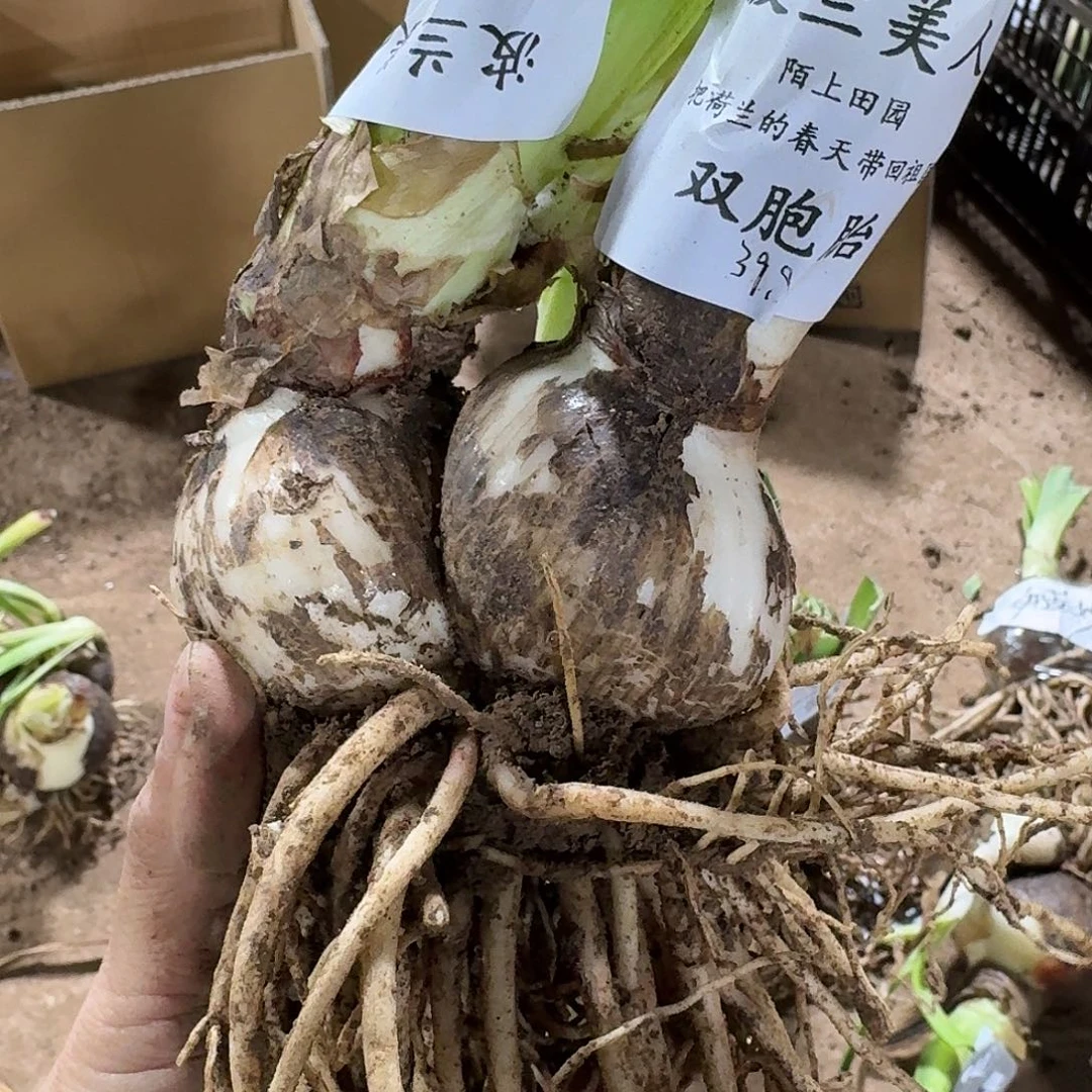 波兰美人双胞胎发发发