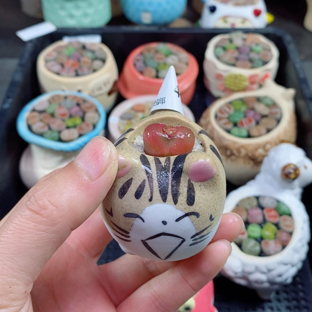 生石花花花花花花498