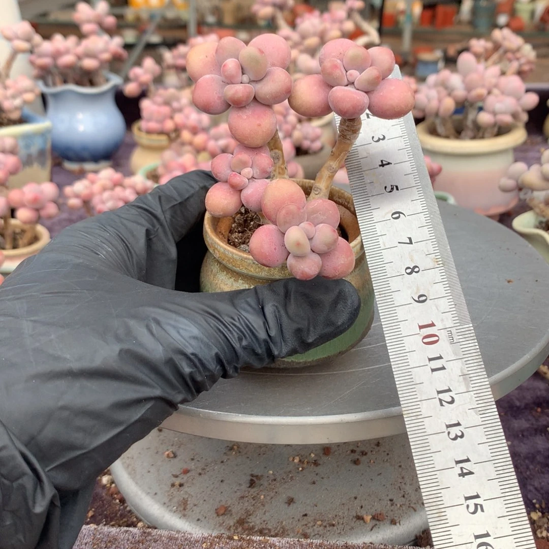 30号带盆偏远地区不包邮的