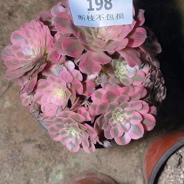 198红铜白多肉植物