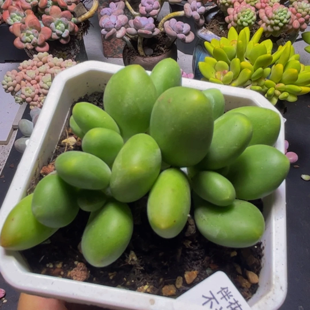 芒果奶酪925/7cm多肉