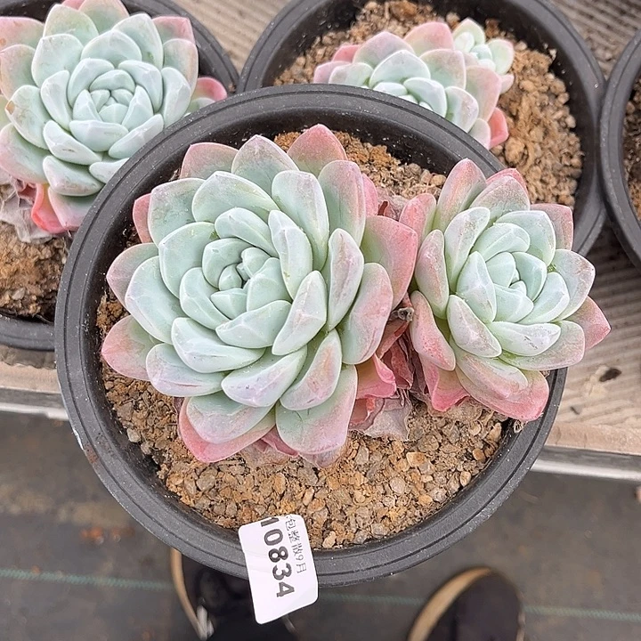 阿雅园艺。        834