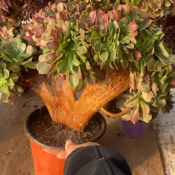 1118，玫瑰缀朵朵包邮