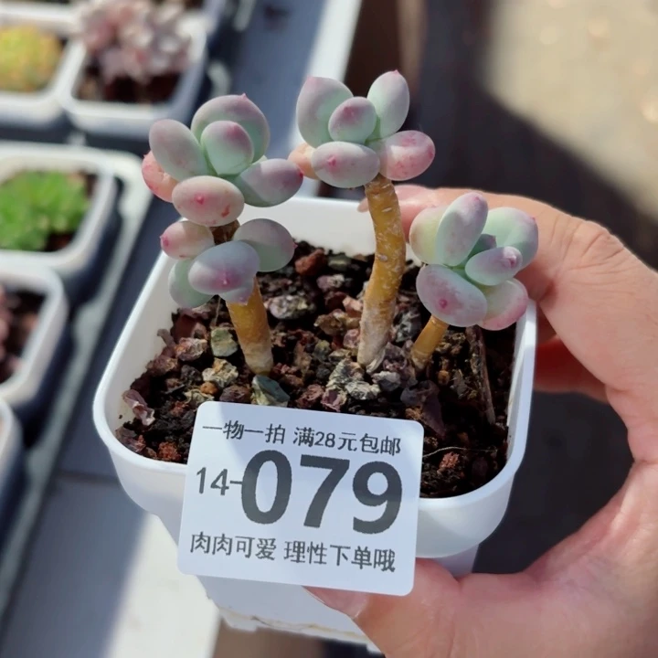 苹果奶多肉无盆土发货多
