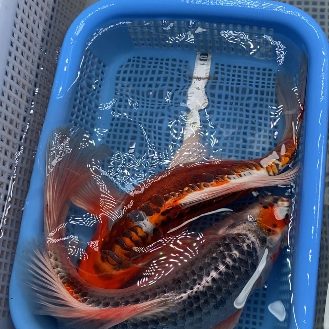 锦鲤冷水锦鲤包邮