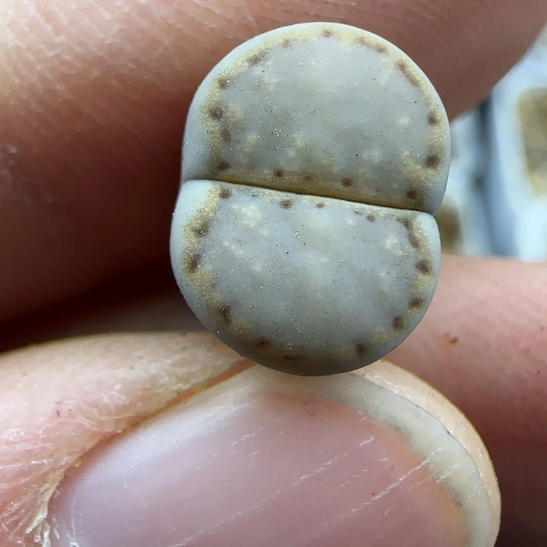 787饼干清框福利30包邮