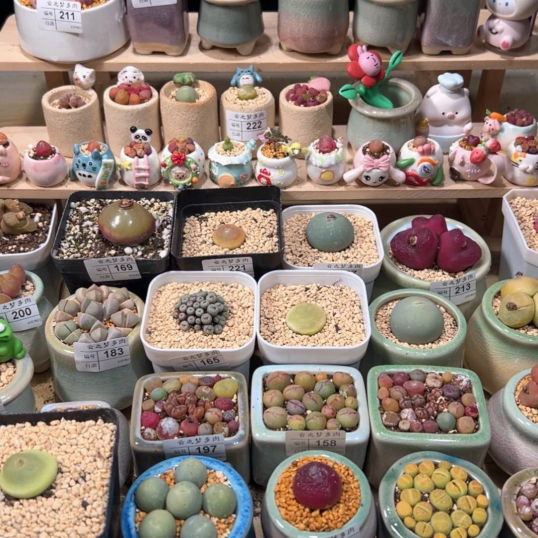 多肉植物218号换盆