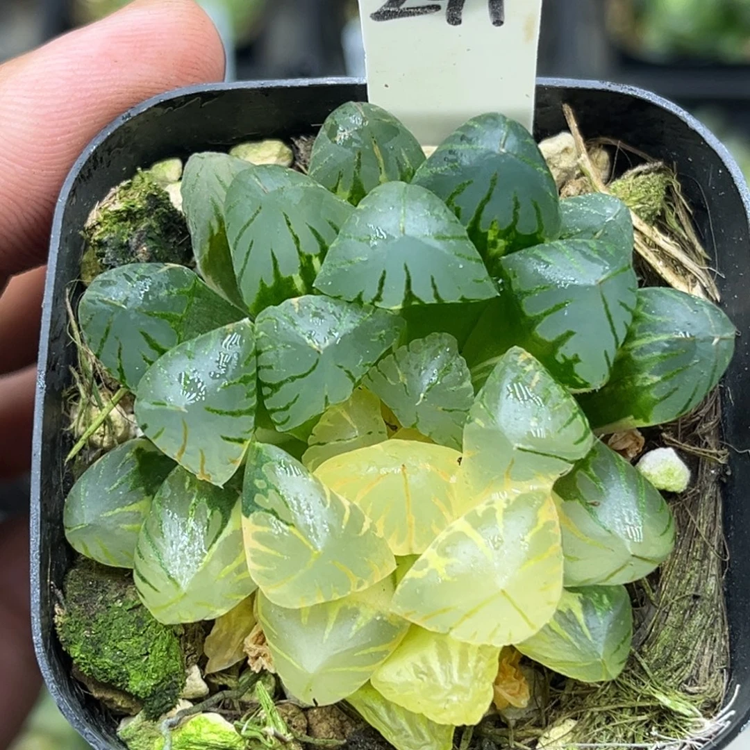 241狄园5号玉露锦