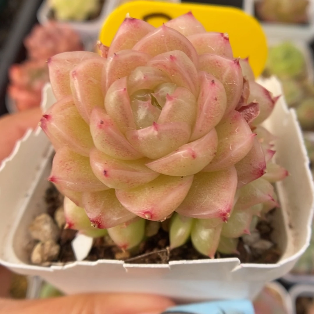 青柠麦秆群生316号。