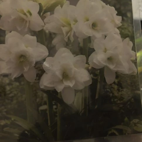 当前无花朵，栽培后可花朵阿拉斯加4厘米裸根球