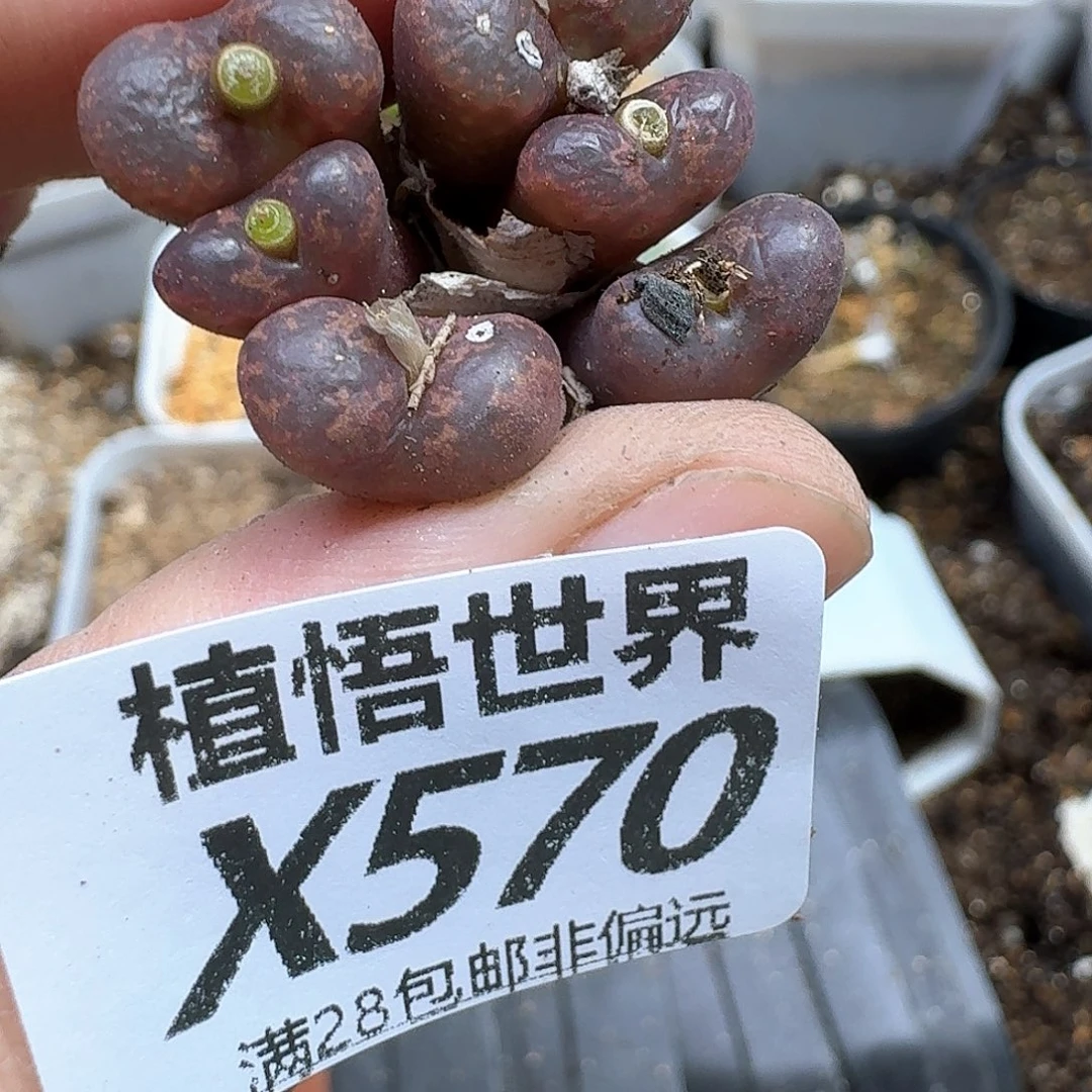 多肉植物的润泽ff