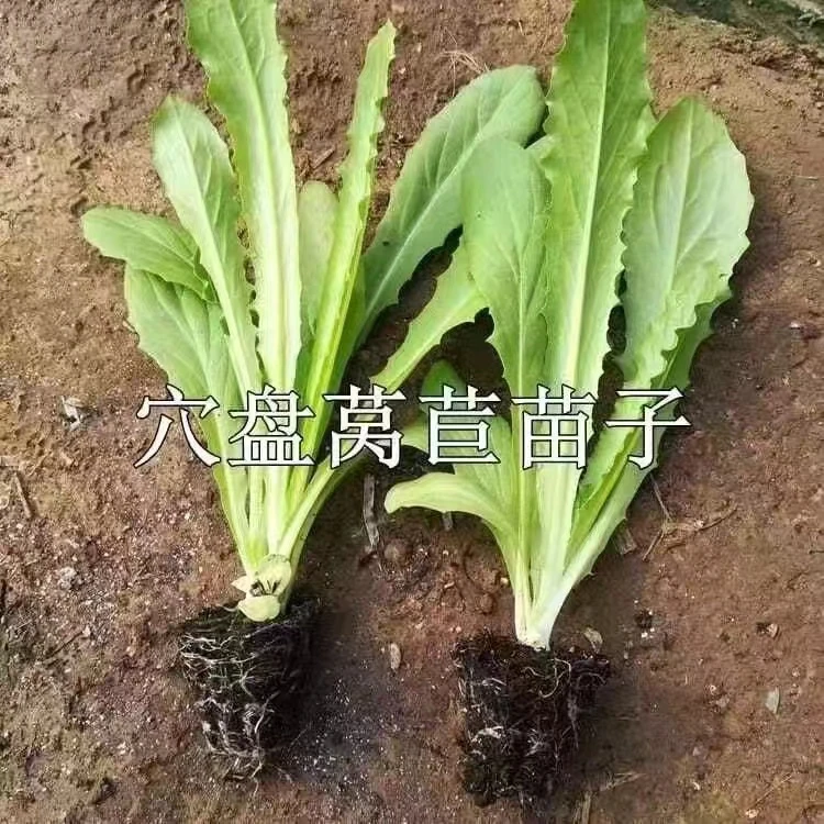 青皮莴笋苗红皮莴笋菜苗秧苗红叶莴笋秋冬季莴苣蔬菜菜苗耐寒耐热