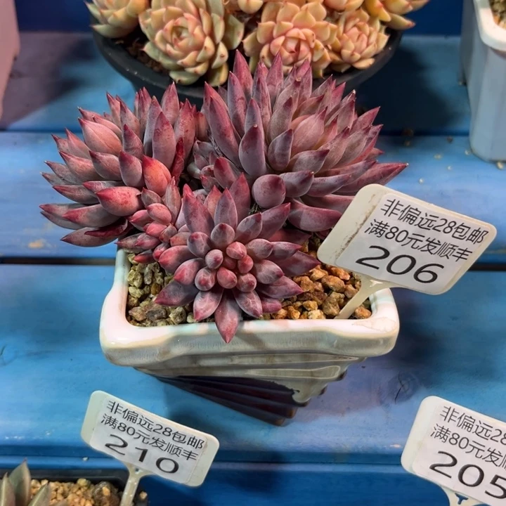 大206。hcbcbvbnnnng