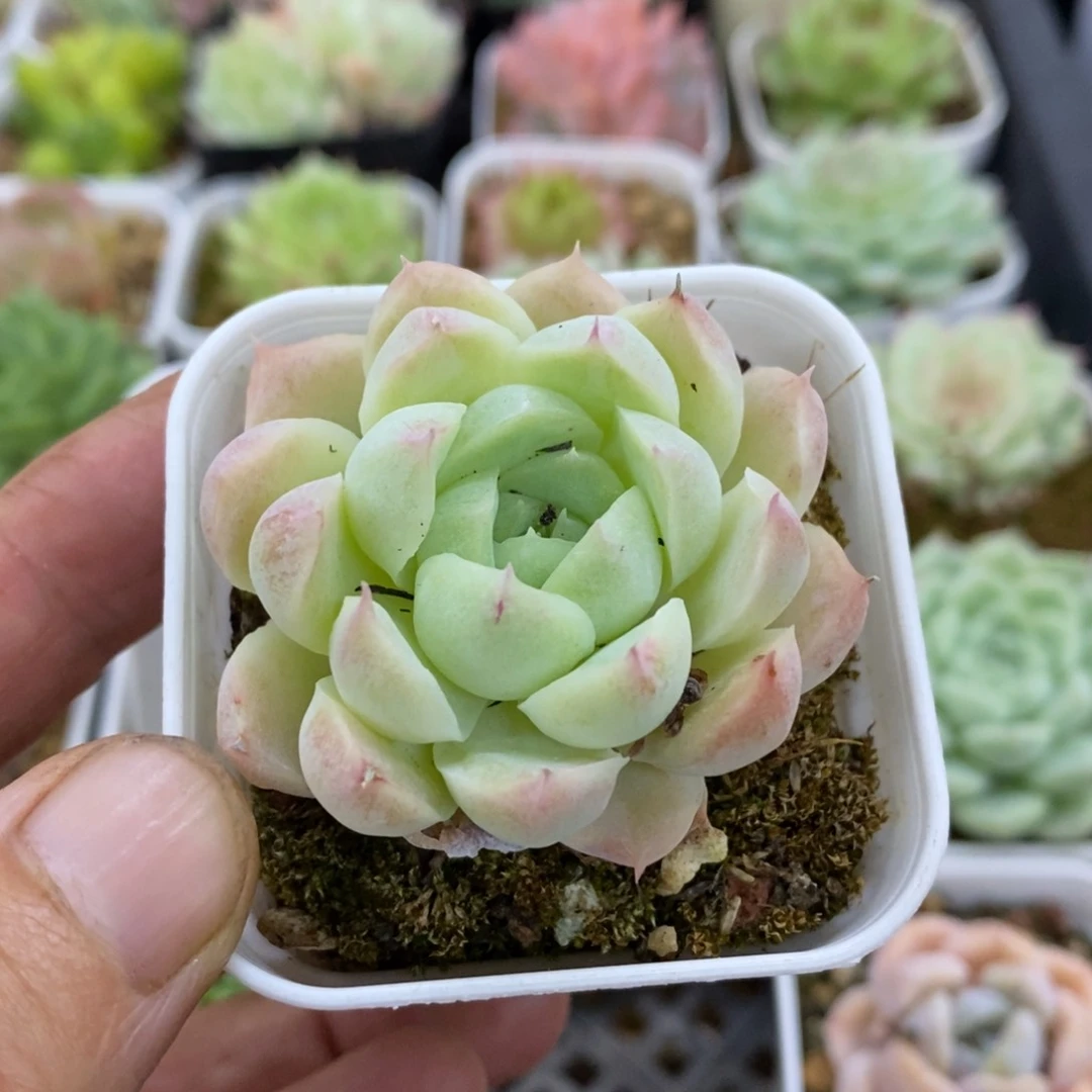 精品多肉一物一拍不包整256