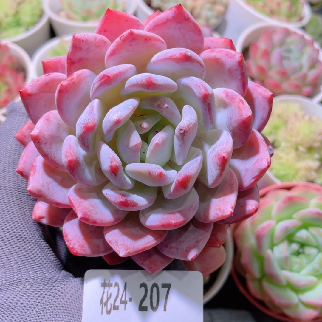 花利美24-207橙梦露