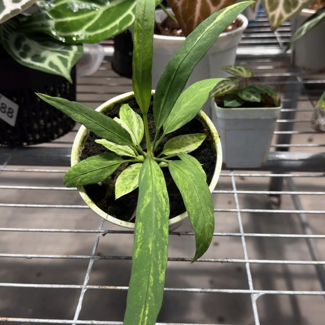 不开花植物1870 维塔领带锦