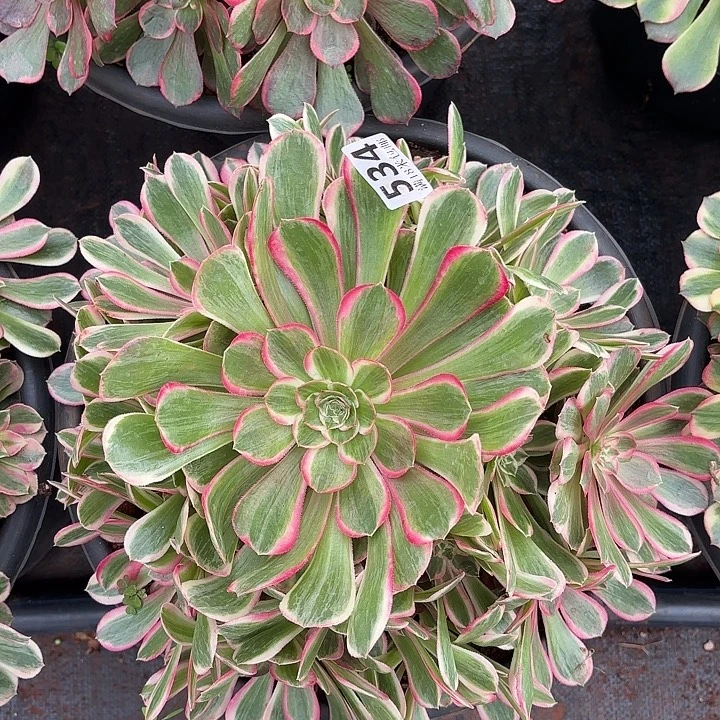 534孔雀翎诺米多肉法师锦不包侧枝断枝