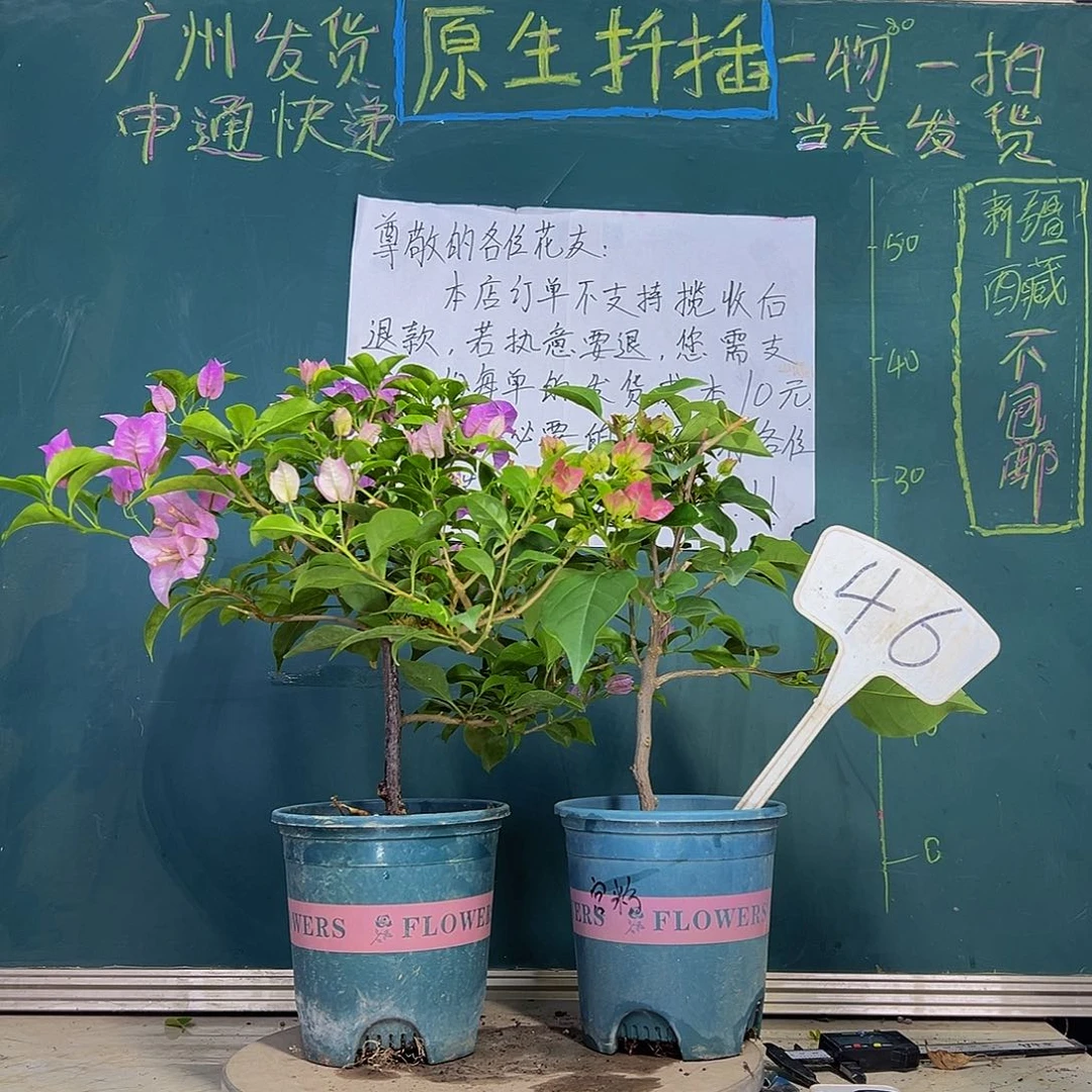 当前无花栽培后可以开花巴西紫 绿叶宫粉  46