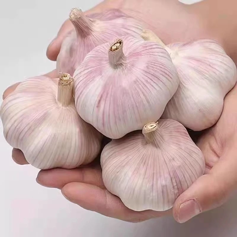 【助农】大蒜新干蒜紫白皮大蒜农家自种健康土干蒜晾晒大蒜种子