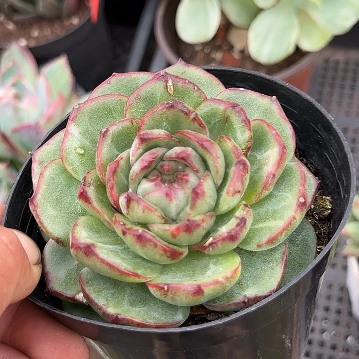 万宝龙石化惊鸿一物一拍包装收缩花旱