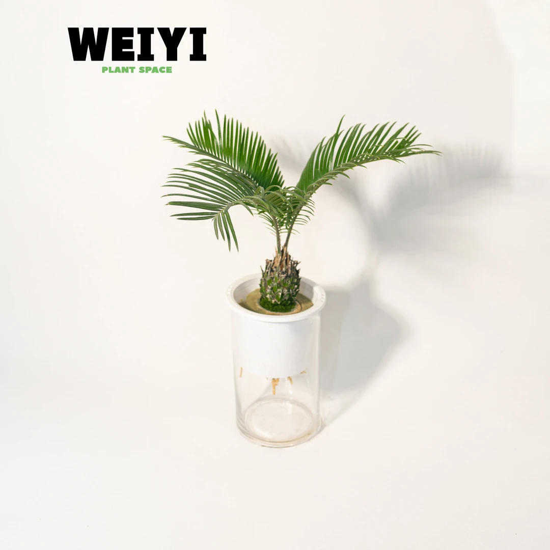 薇逸水培铁树绿植室内桌面净化空气观叶植物好养盆栽