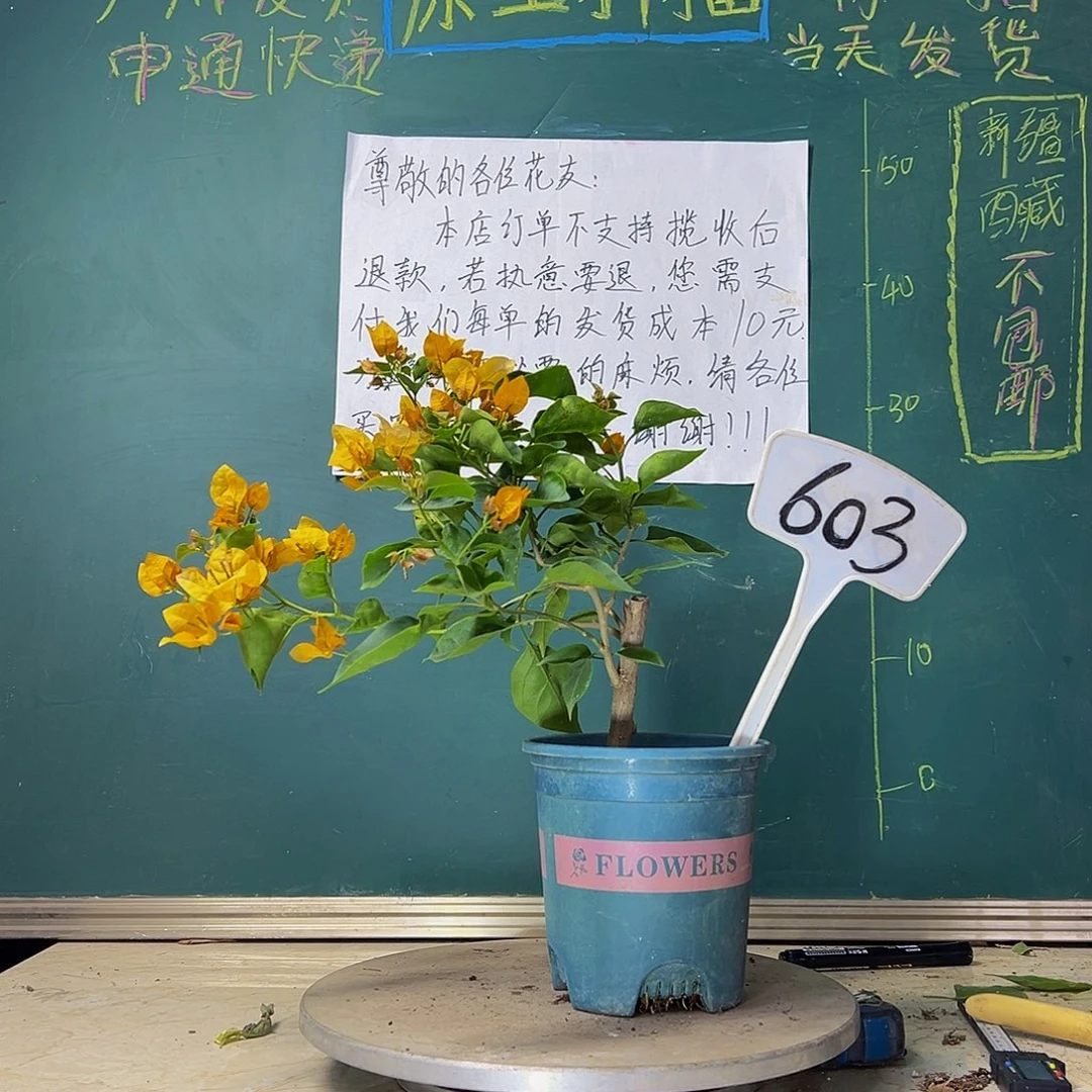 当前无花栽培后可以开花柠檬黄603