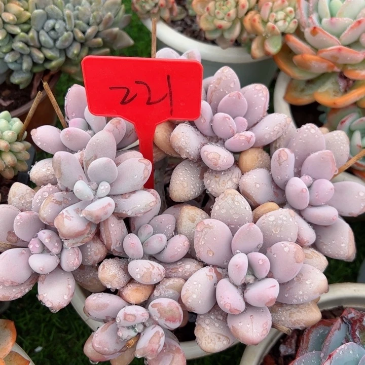 221桃蛋平平安安健健康康