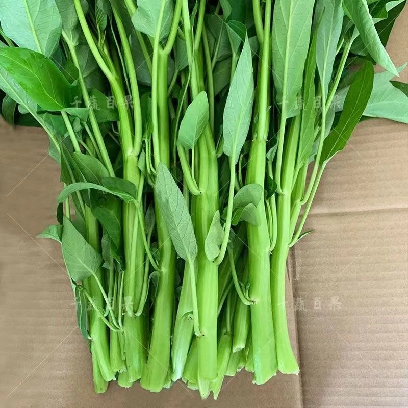 春播】大叶三叉高产空心菜种籽子大田农家庭院四季青菜种子蔬菜种