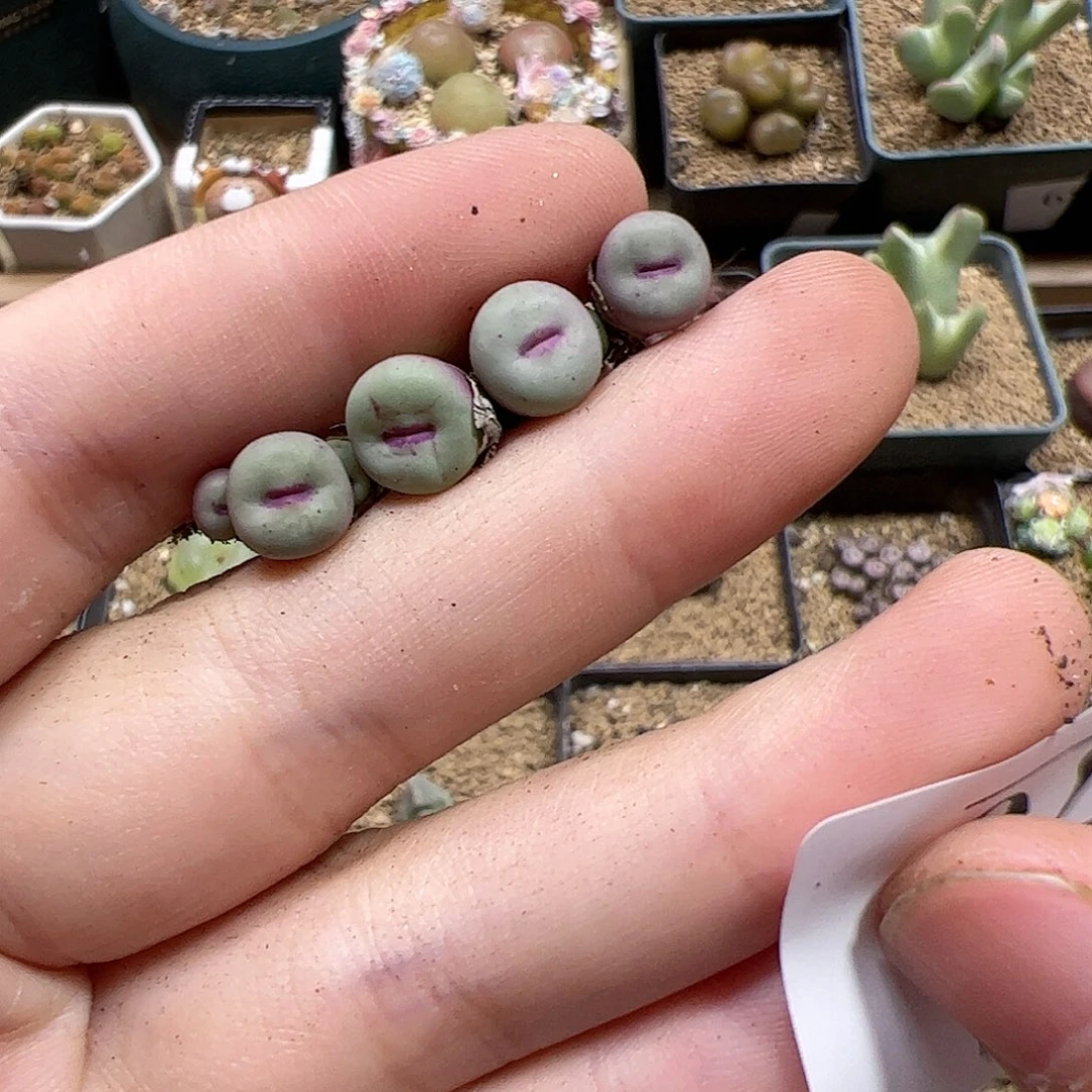 【闪购商品】170 迷你