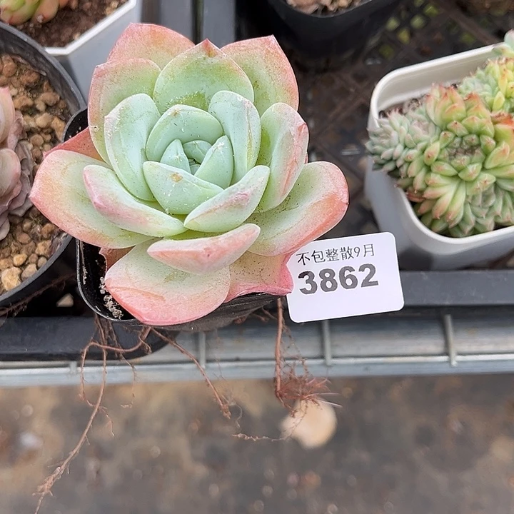****梓阿雅园艺。         3862白凤杂冰玉