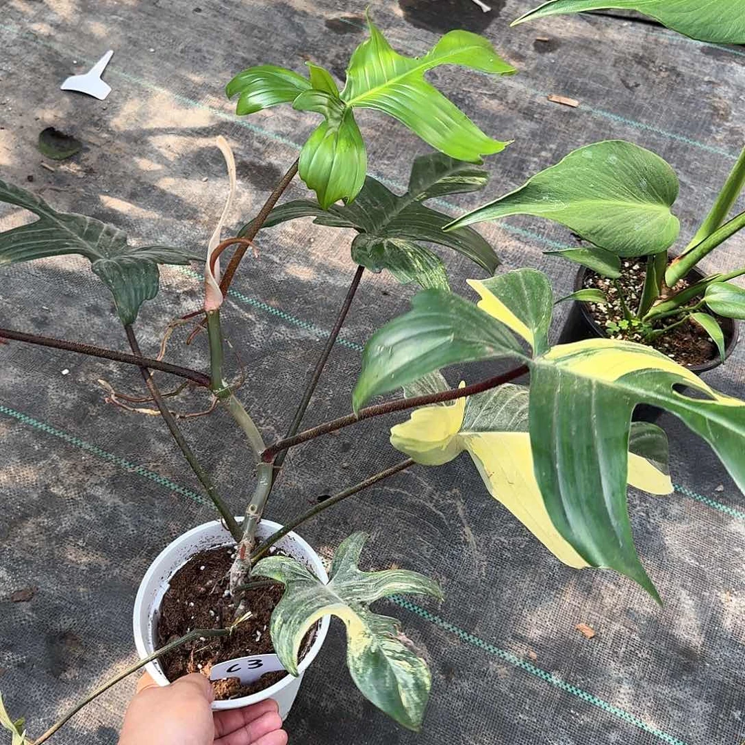 无花朵Y美人锦福利c3