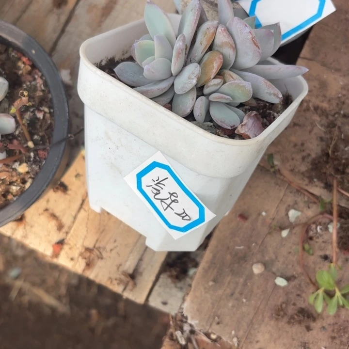 奶茶多肉多肉植物