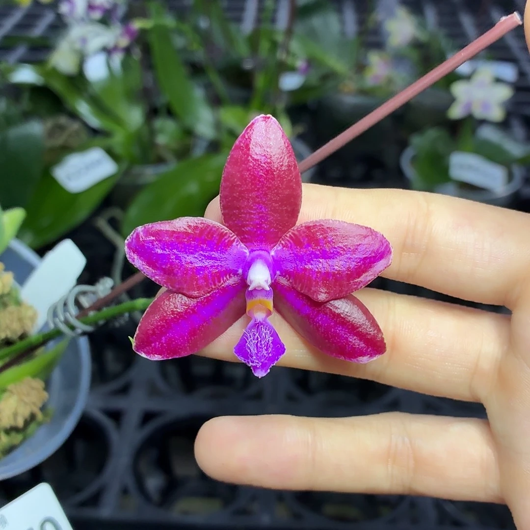 当前无花朵，栽培后可花朵A2270红路德交蓝牛