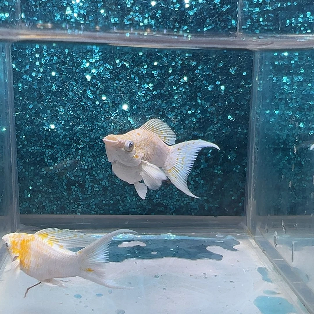 黑玛丽鱼樱花玛丽一对0014