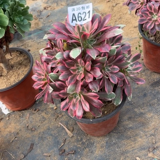 621浣纱法师不包断枝