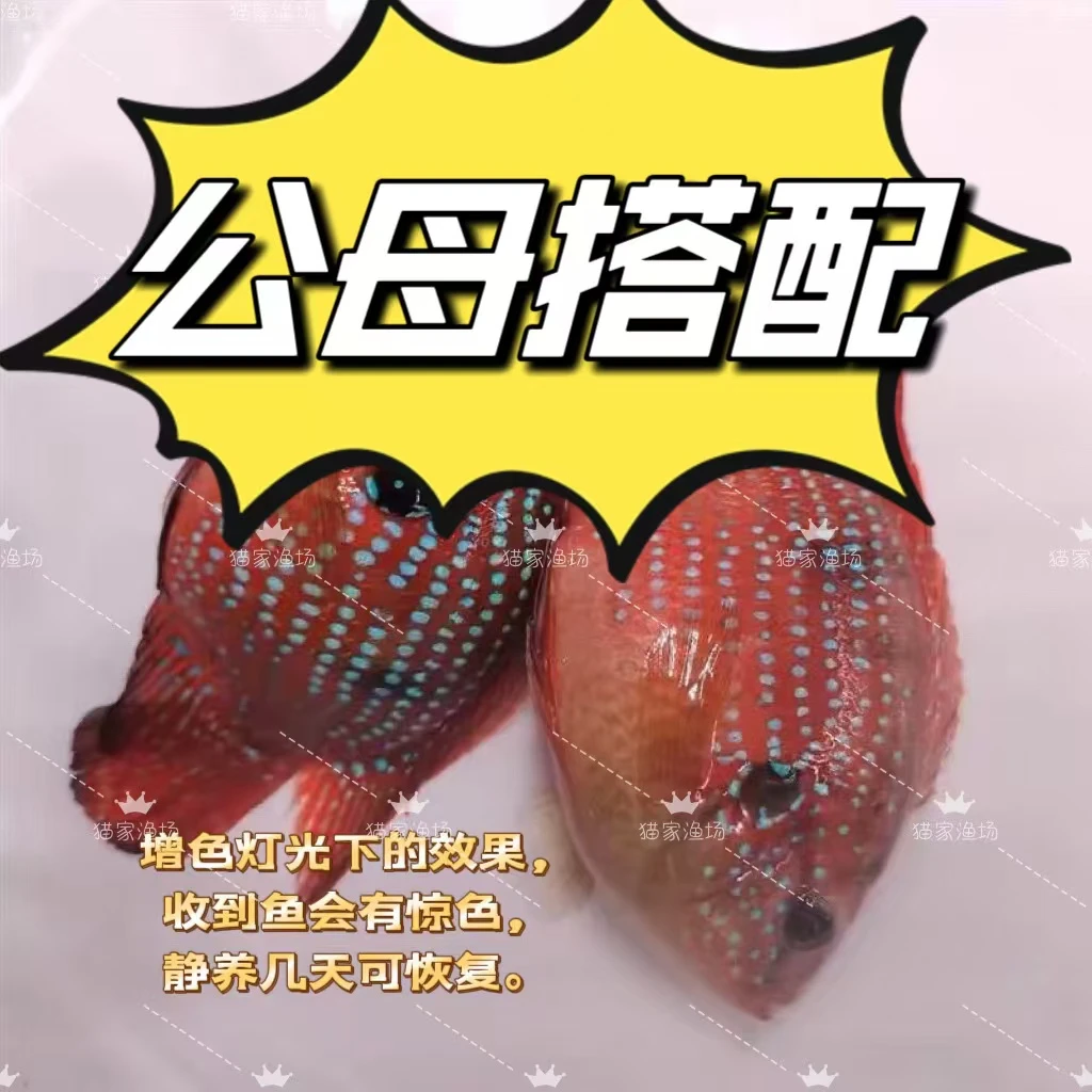 鱼活体血钻热带观赏鱼淡水饲养招财宠物鱼