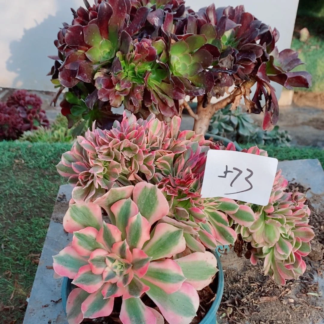 完全开放573号欧紫➕粉女巫多肉1颗