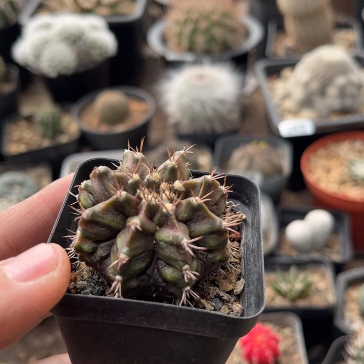 仙人球一物一拍实生