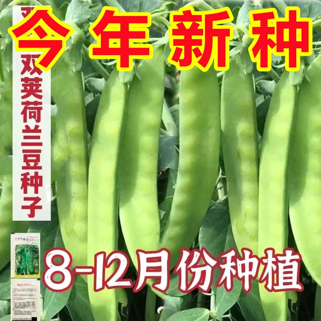 【热销】【新种上市】甜脆荷兰豆新种子菜豌豆双花双夹耐寒秋冬季豆