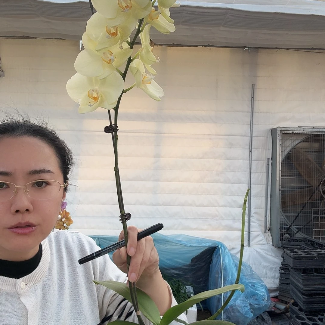 A****完全开放沃尔泰拉1颗2剑589
