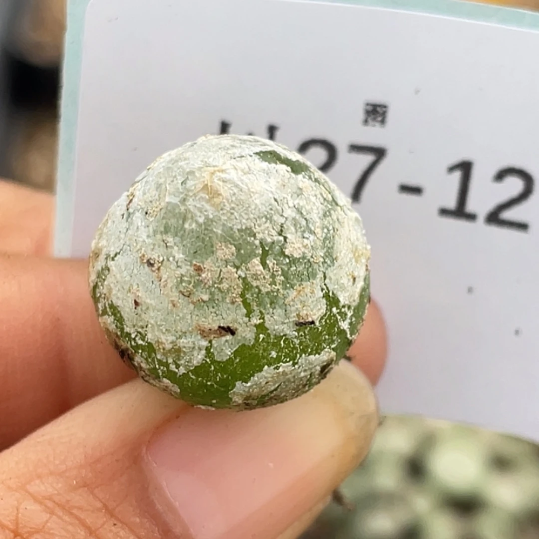 27-12灯泡多肉植物