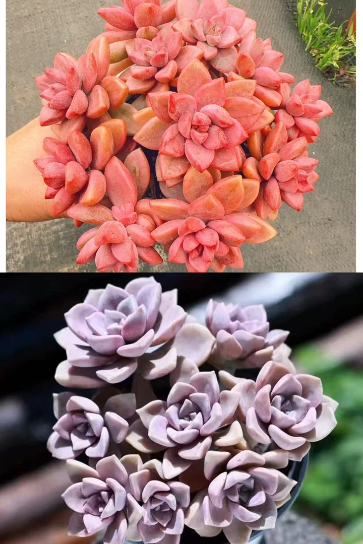 W紫乐＋小桃红组合【年宵纳福】年宵花多肉植物带原盆原土云南