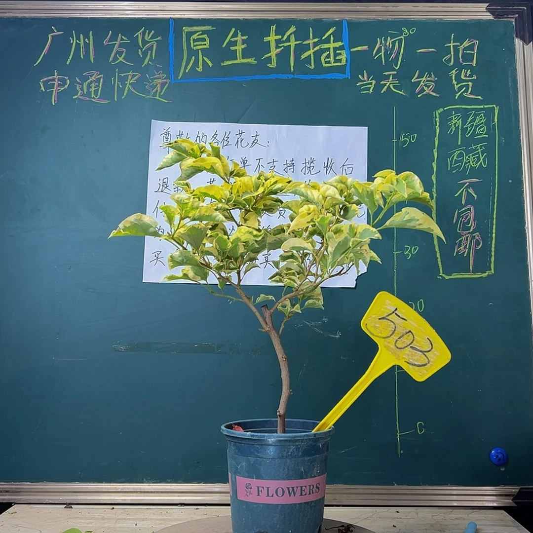 当前无花栽培后可以开花 福利 金边黄 503