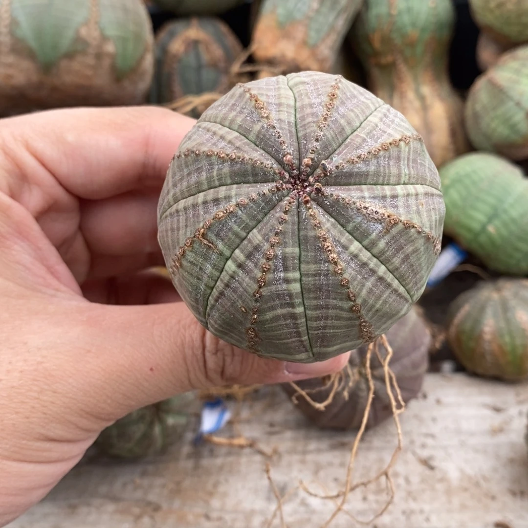 12 欧系实生布纹球多肉植物