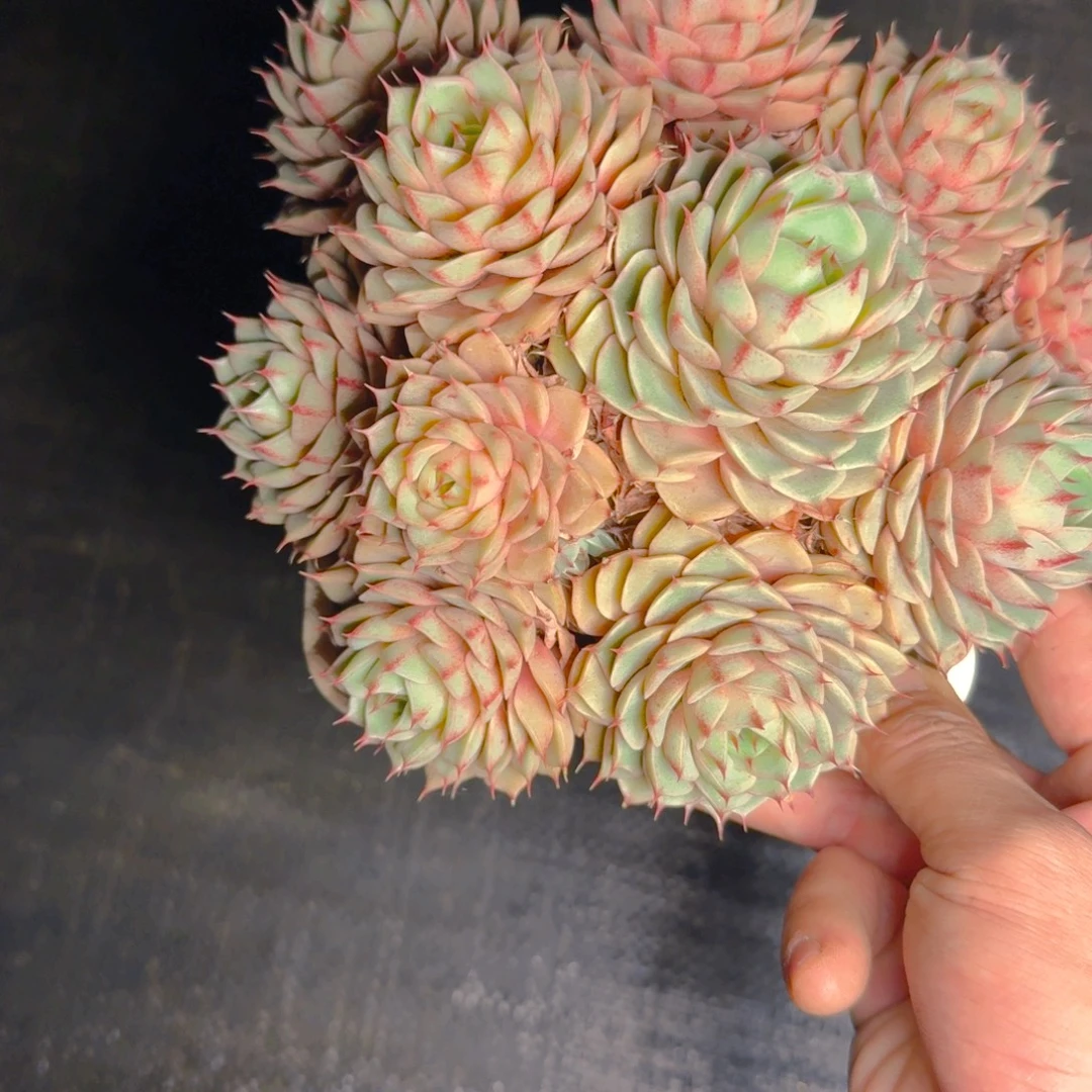 笨吧多肉1111111111111