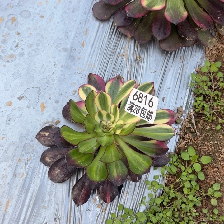 用****9W. 6816冰淇淋花脸多肉