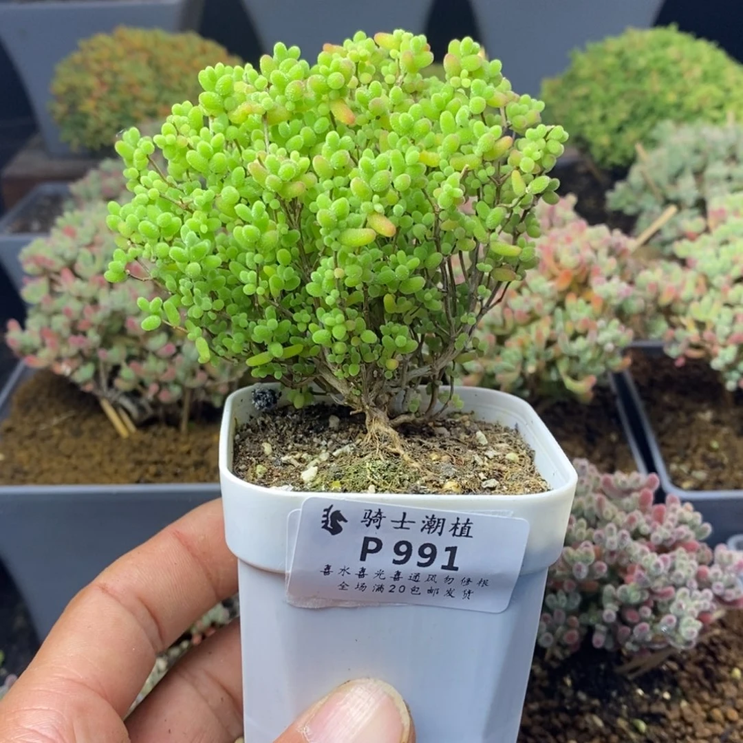 991蜜橘糖球枝干