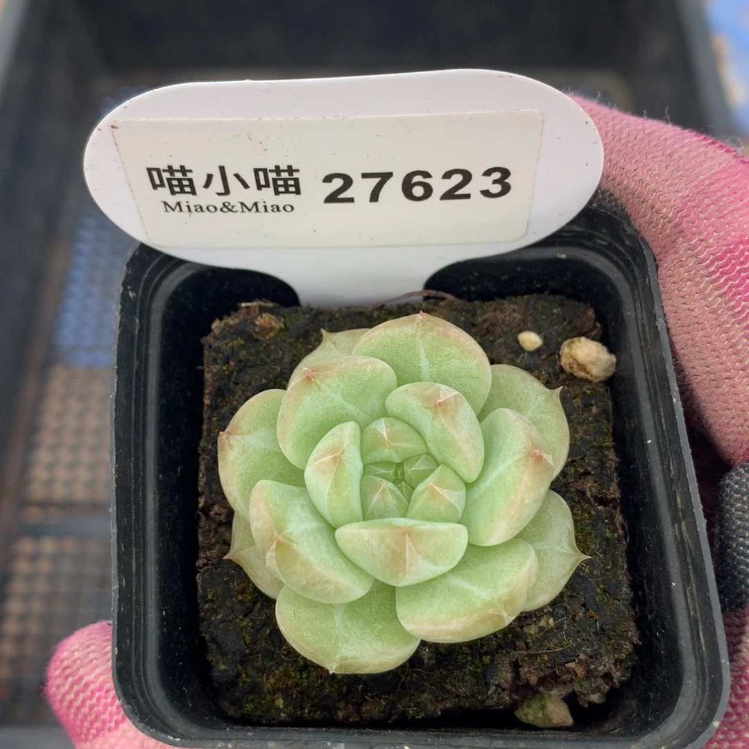 多肉植物糖心珍妮