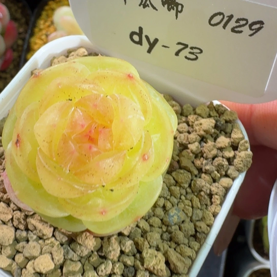 0129-073-素素单头