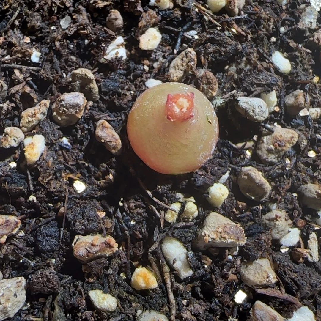 黑***风肉锥多肉植物组合-哈默643